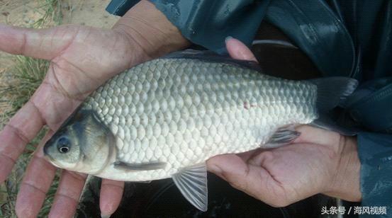 ��������ʲô����������һ���ü��Ź�����Ұ�����ԡ�