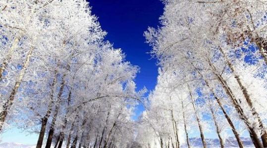 �й������ʮ���ط�����һ����Į�ӣ��������