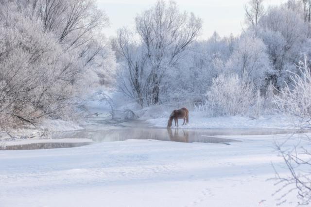 �й������ʮ���ط�����һ����Į�ӣ��������