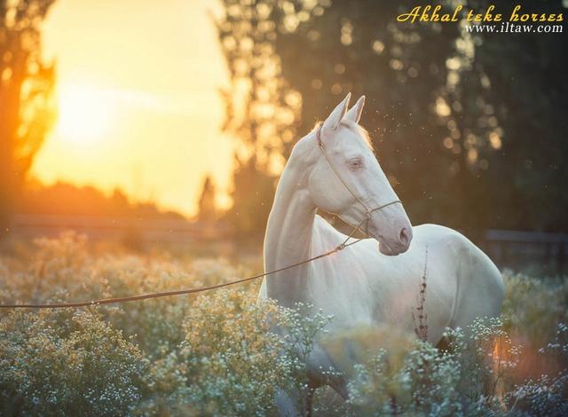 ̽�غ�Ѫ������Դ�أ�����ʣ1000��ƥ��һƥ����10����������