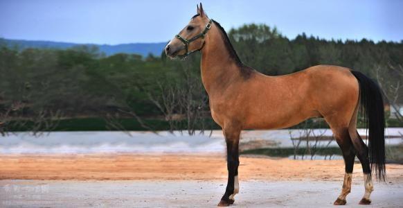 ̽�غ�Ѫ������Դ�أ�����ʣ1000��ƥ��һƥ����10����������