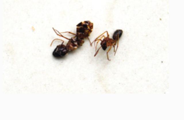 ��������̫����ô�죿����һ��С���У���������һֻ����Ҳ������