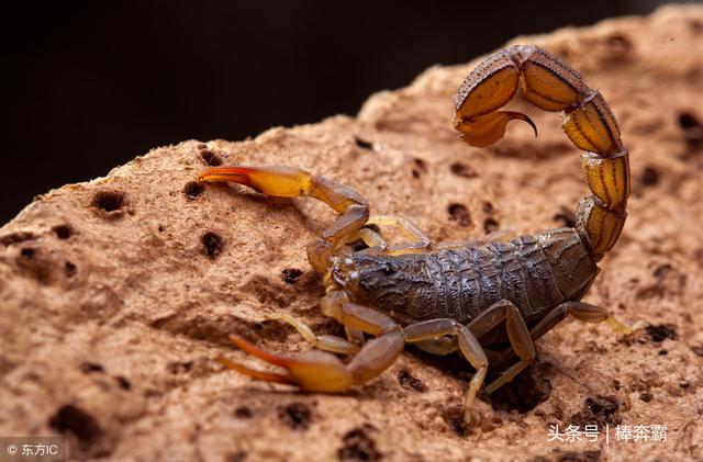 ��ũ��Ұ�ⲻС�ı�Ы���ݵ���զ���أ���ЩС�����ܹ���