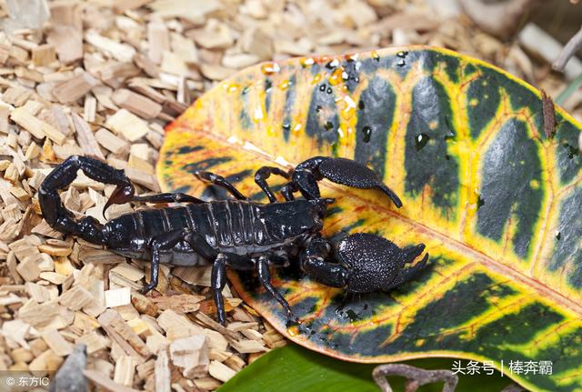 ��ũ��Ұ�ⲻС�ı�Ы���ݵ���զ���أ���ЩС�����ܹ���