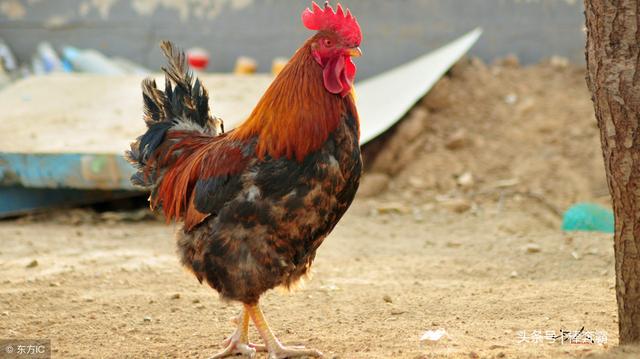 ��ũ��Ұ�ⲻС�ı�Ы���ݵ���զ���أ���ЩС�����ܹ���