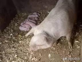 ����ĸ���Ѳ��������Ƽ�ʵ��С���У�