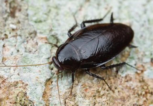 �����������ô�죿�򵥽���һ�У�����������룡