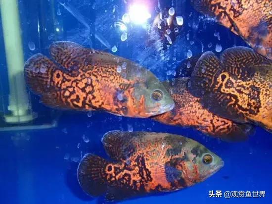 ��ͼ����ô��? ��������ͼ���С֪ʶ