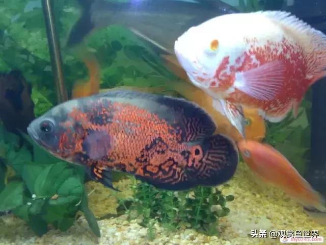 ��ͼ����ô��? ��������ͼ���С֪ʶ