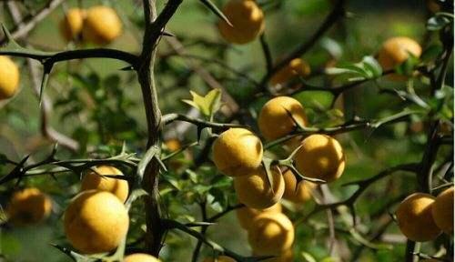 ��ʵ�ġ��ֵܡ��׿ǣ�Ҳ��һζ����θ�����͵�ҩ�