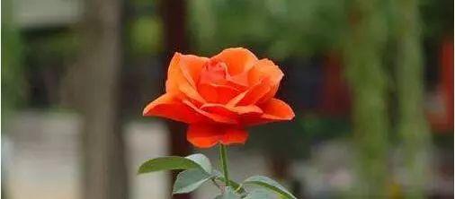 ��֪��õ���6����ɫ���ֱ����ʲô��