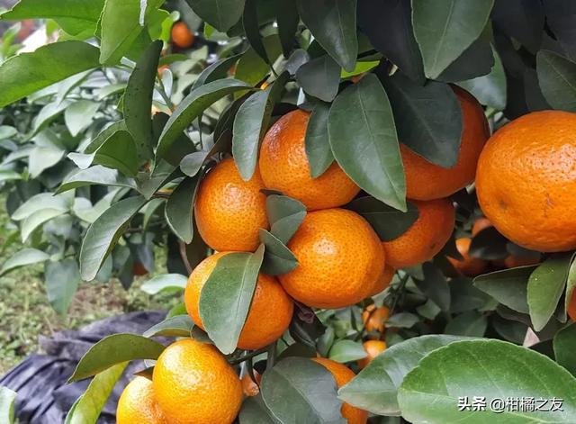 2018����2019��ɳ�ǽ�����عˣ����и߷��ڼ۸���ͣ�