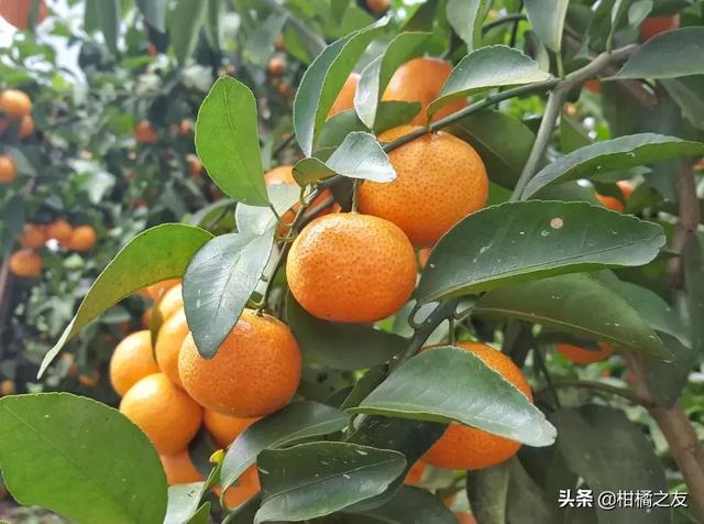 2018����2019��ɳ�ǽ�����عˣ����и߷��ڼ۸���ͣ�