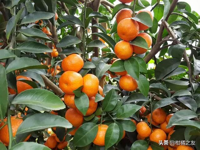 2018����2019��ɳ�ǽ�����عˣ����и߷��ڼ۸���ͣ�