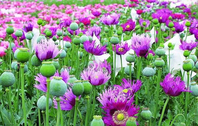 ����5��Ըʲ�Ƭ����20��Ϊʲô���ڷ��ø����ʲ�Ƭ����񫣿