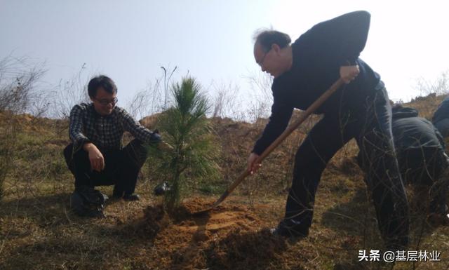 ��ɼľ�ָ��죬����������ֲʪ���ɣ�ÿĶ��������Ҳ�ɴ���Ԫ