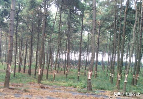 ��ɼľ�ָ��죬����������ֲʪ���ɣ�ÿĶ��������Ҳ�ɴ���Ԫ