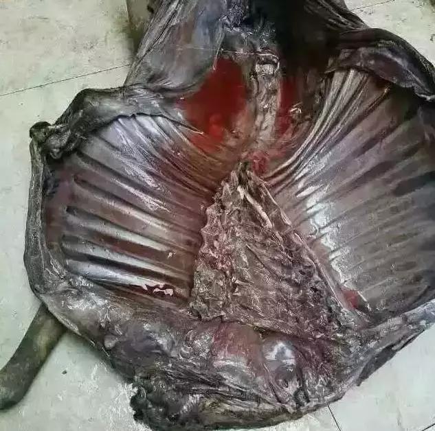 �������򣿿��Կ����ڹ���һ����ֳ������ʮ��