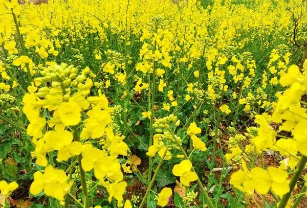 һ���ȴ������Ѻ�ʳ��ֲ���ͼ۸��µ��������ͼ۸�ȴ�������ǡ�