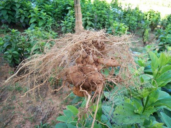 Ķ����2400-3400Ԫ��������רҵ��ֲ�����������ҩ�ģ�