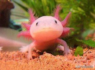 ���ִ��ȹ�������ǿ��������˲���ɣ��۸���ʵҲ����