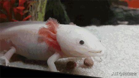 ���ִ��ȹ�������ǿ��������˲���ɣ��۸���ʵҲ����