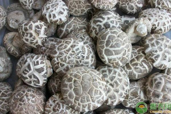 �㹽����Ǯһ�������Σ��㹽���������չ��۸�����