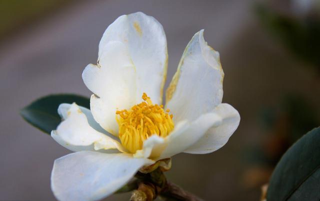 �����ͼ۸񰺹���ֲ��Ϊ�ζ಻Ը�֣�