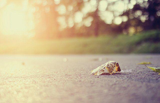 �������£�Ʒ����������������