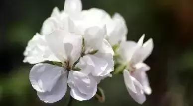 ��һ�ְ�������һ����Ը