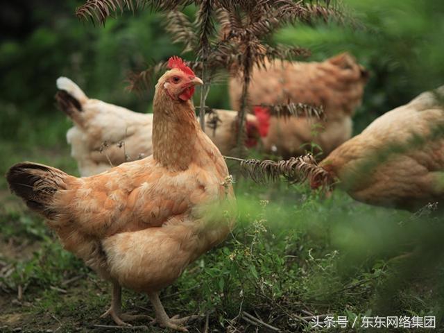 农村致富项目养殖 农村致富项目养殖业